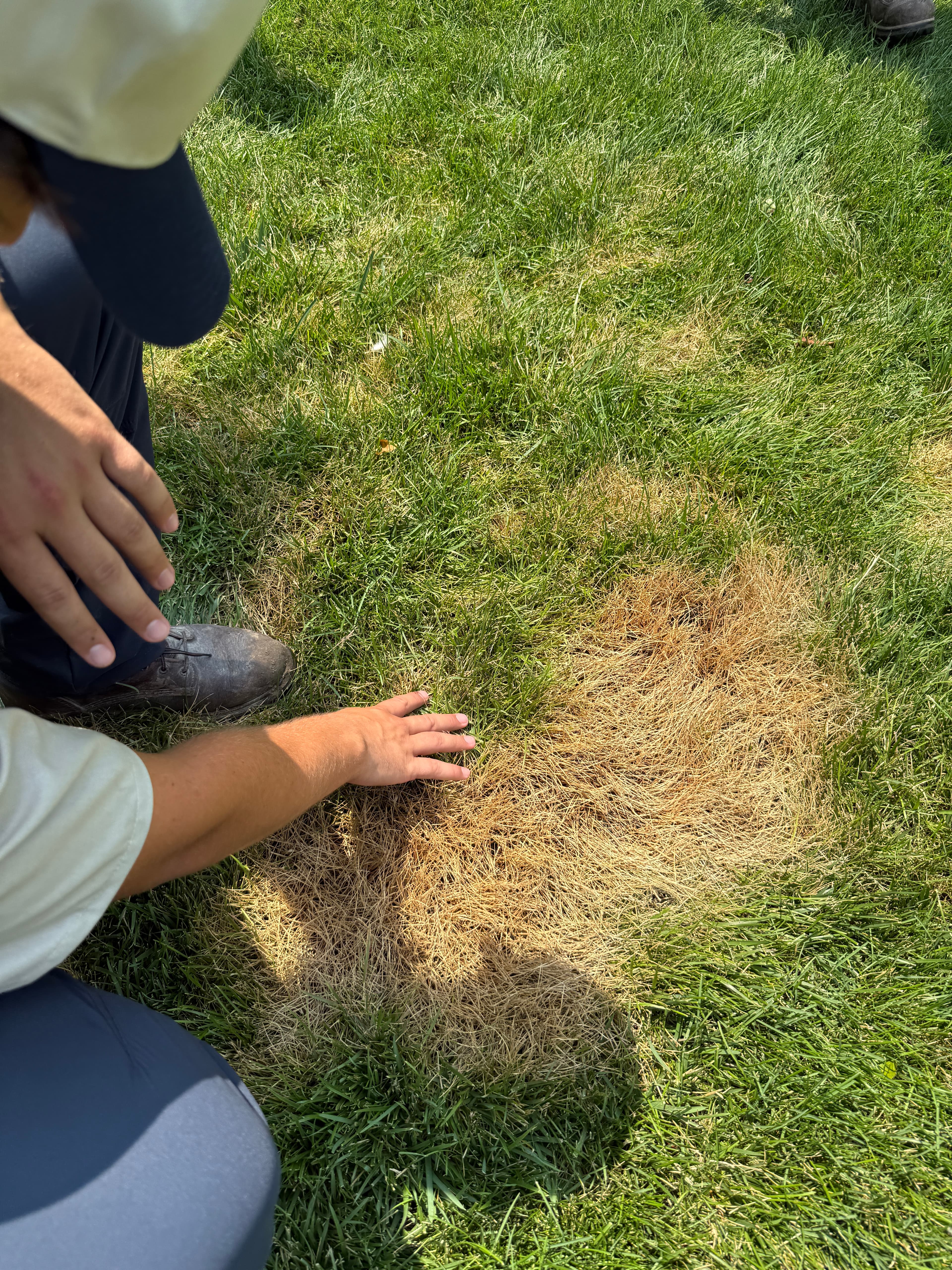 What Omaha Homeowners Should Know About Snow Mold and Other Winter Lawn Diseases