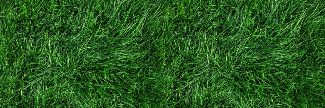 Spring Lawn Care Tips for a Lush Green Yard