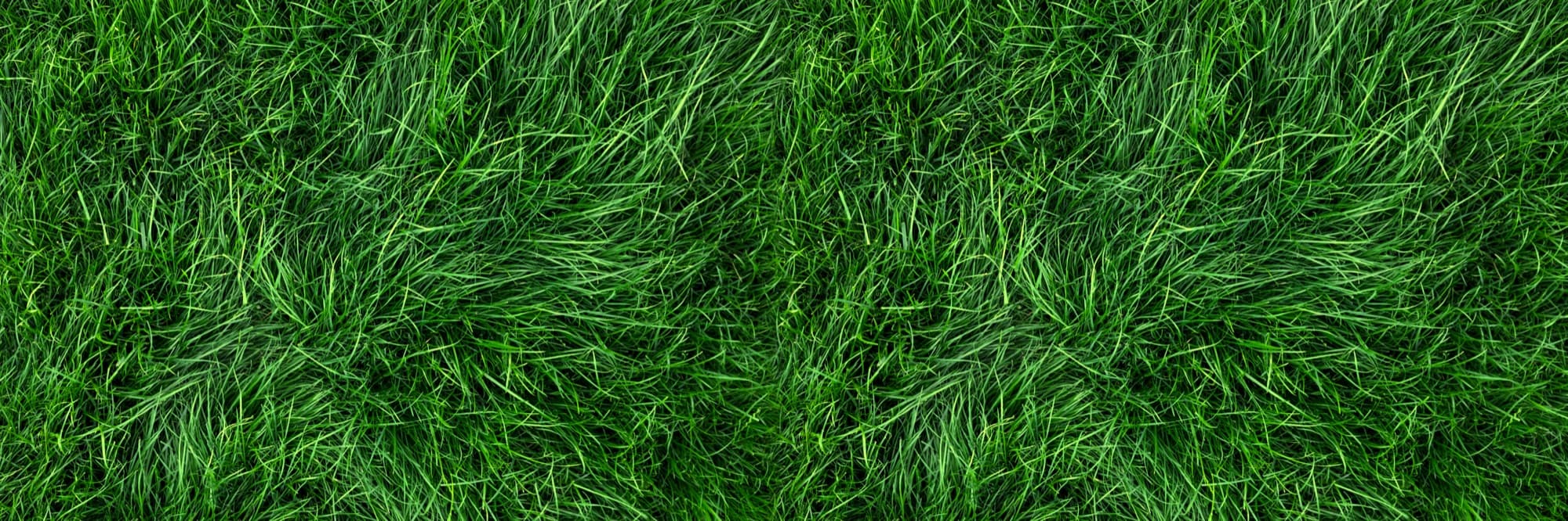 Spring Lawn Care Tips for a Lush Green Yard