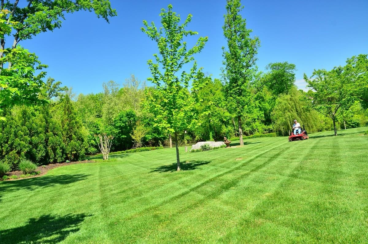 Professional lawn treatment
