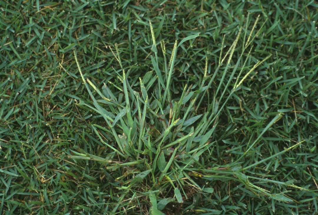 What Omaha Homeowners Should Know About Crabgrass Before It Appears