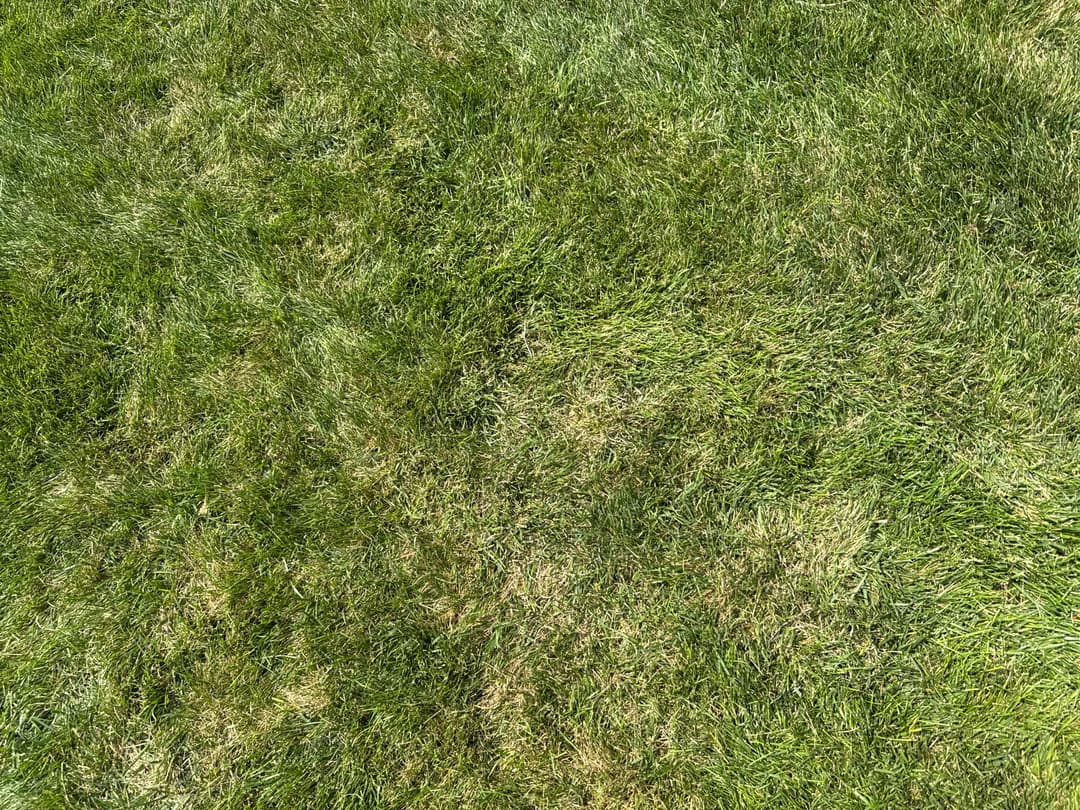 Why Raking Too Early Can Set Back Your Omaha Lawn